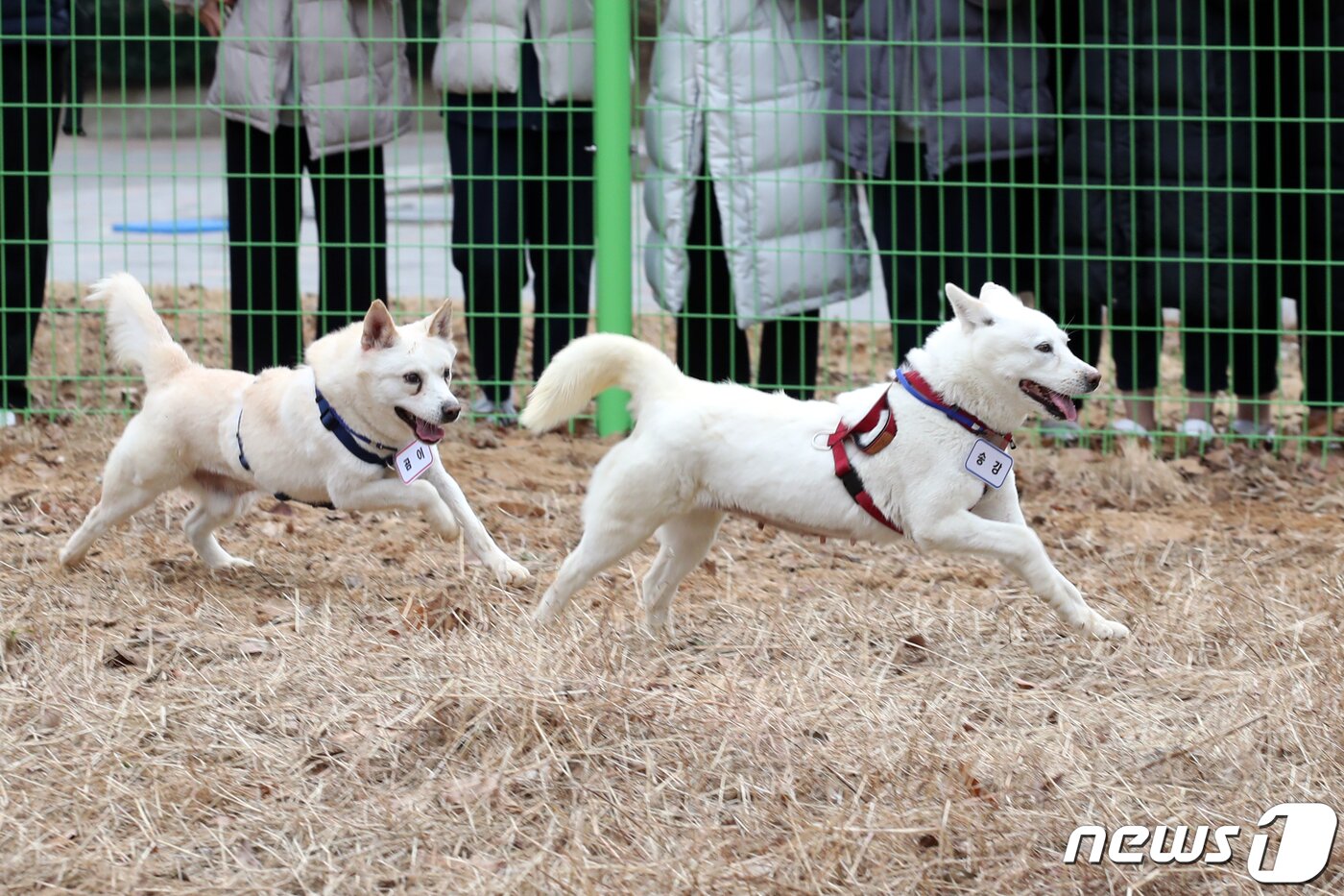 본문 이미지 - 12일 오전 광주 북구 생용동 우치공원 동물원에서 풍산개 암컷 '곰이'와 수컷 '송강'이가 산책하고 있다. 2022.12.12/뉴스1 ⓒ News1 정다움 기자