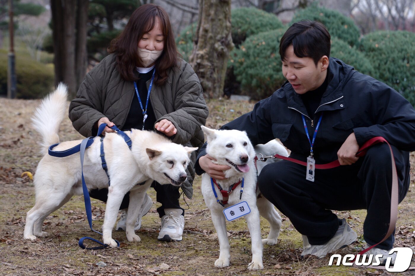 본문 이미지 - 12일 오전 광주 북구 생용동 우치동물원에서 풍산개 암컷 '곰이'와 수컷 '송강'이가 사육사의 보살핌을 받고 있다. 곰이와 송강은 2018년 9월 남북정상회담 뒤 김정은 북한 국무위원장이 문재인 전 대통령에게 선물한 풍산개다. 문 전 대통령이 사육하다가 최근 정부에 반환해 경북대 동물병원에서 지내다가 이곳에 왔다. 2022.12.12/뉴스1 ⓒ News1 이승현 기자