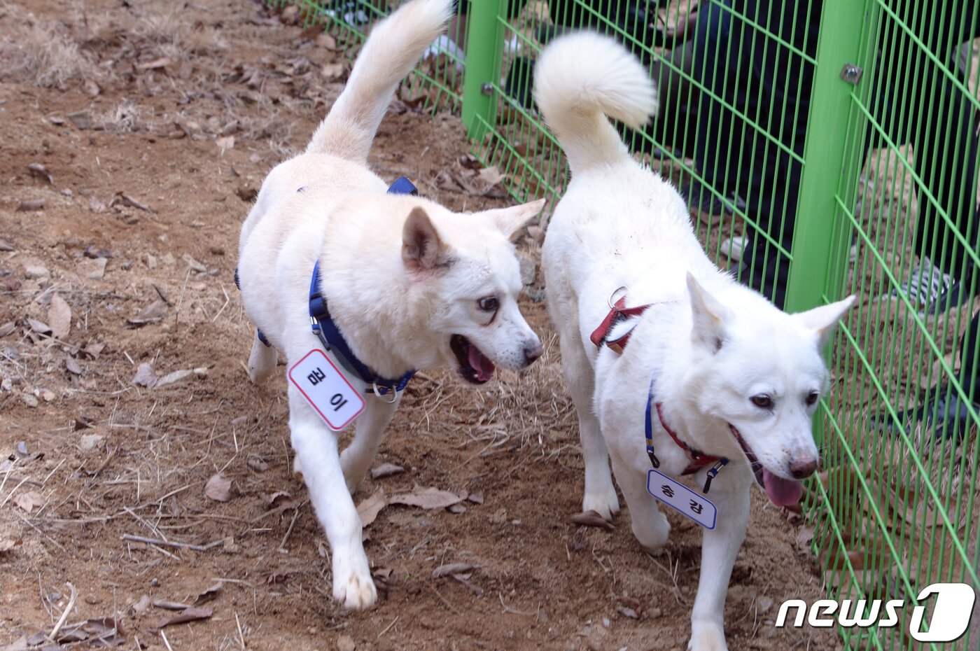 본문 이미지 - 12일 오전 광주 북구 생용동 우치동물원의 임시놀이터에서 풍산개 암컷 '곰이'와 수컷 '송강'이 뛰어 놀고 있다. 곰이와 송강은 2018년 9월 남북정상회담 뒤 김정은 북한 국무위원장이 문재인 전 대통령에게 선물한 풍산개다. 문 전 대통령이 사육하다가 최근 정부에 반환해 경북대 동물병원에서 지내다가 이곳에 왔다. 2022.12.12/뉴스1 ⓒ News1 이승현 기자