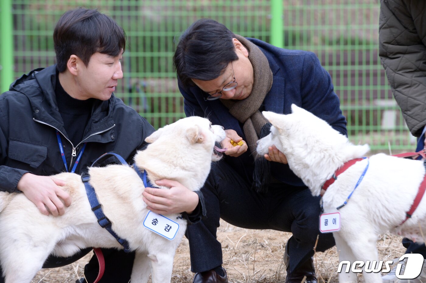 본문 이미지 - 12일 오전 광주 북구 생용동 우치동물원의 임시놀이터에서 풍산개 암컷 '곰이'와 수컷 '송강'이 강기정 광주시장과 시간을 보내고 있다. 2022.12.12/뉴스1 ⓒ News1 이승현 기자