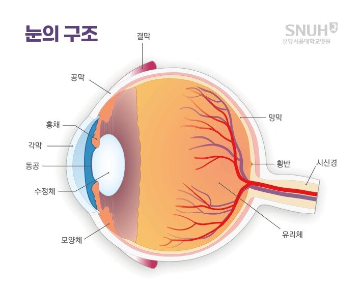 본문 이미지 - (분당서울대병원 제공)