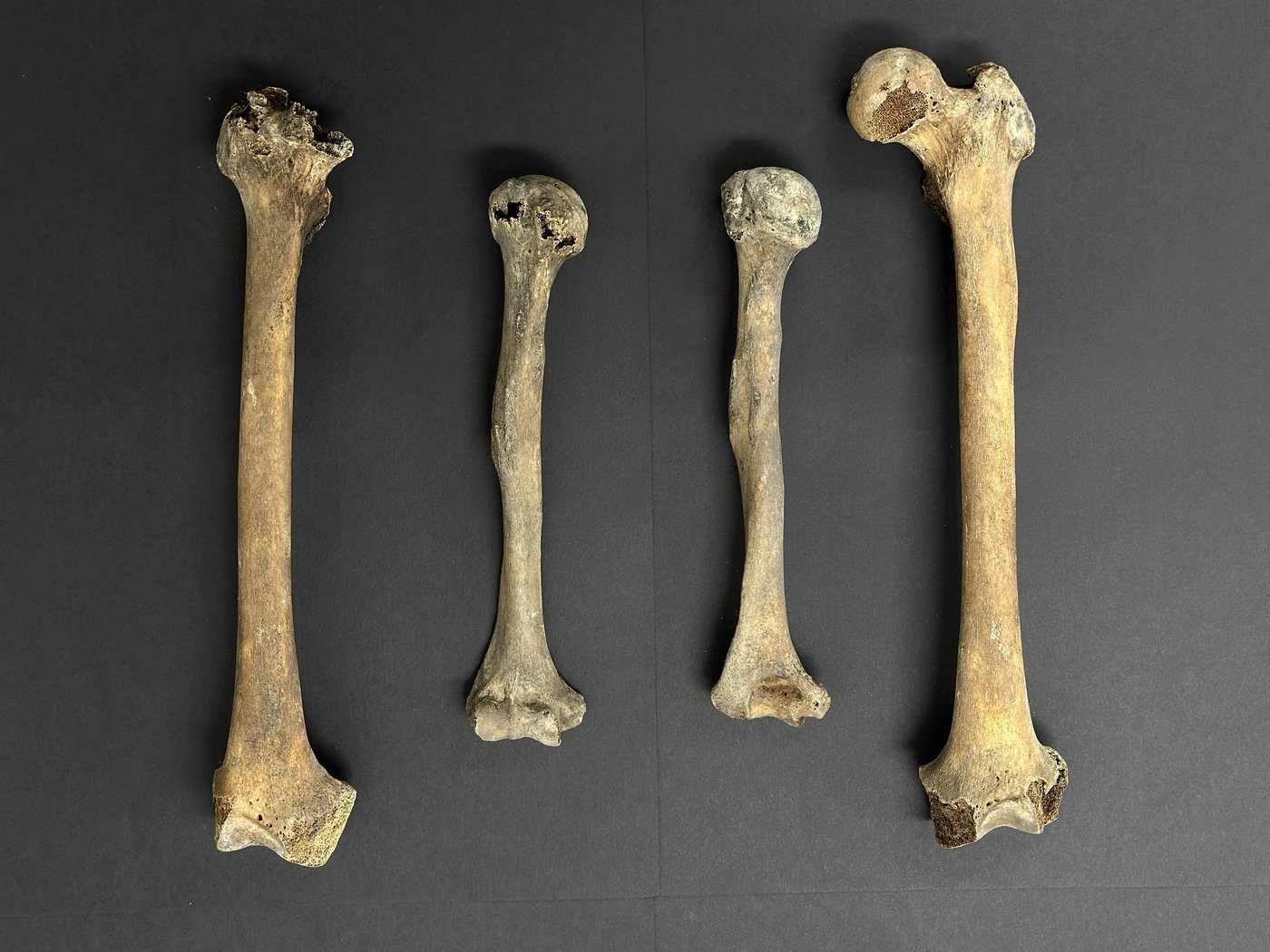 본문 이미지 - 충남 보령 옥약골 유적에서 출토된 옛사람 뼈. (국립문화재연구원 제공) 