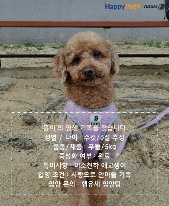 본문 이미지 - 펫카드(카드뉴스 제작툴_tyle.io)