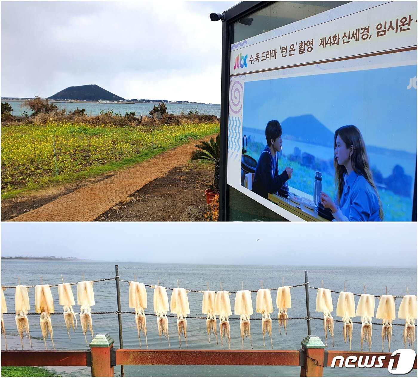 본문 이미지 - 올레길 풍경, <위> 카페 광고판. 왼쪽의 지미봉을 바라보는 핫 플레이스. <아래> 목화휴게소 앞의 해변도로에 걸린 준치. 오징어와 한치의 중간 맛이라 해서 준치라 부른다.