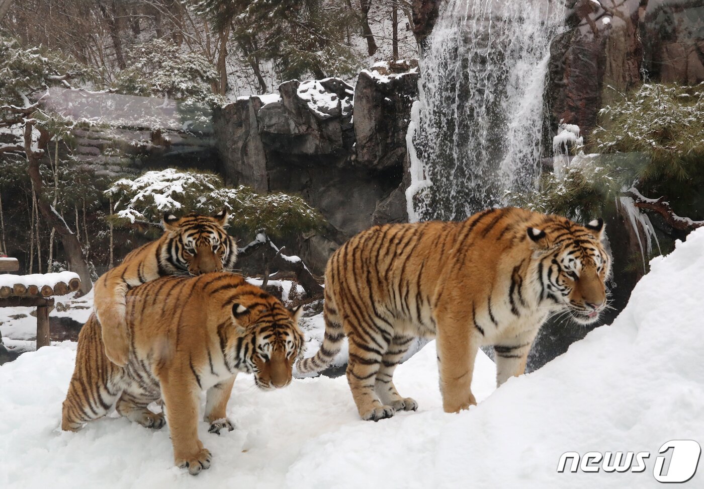 본문 이미지 - 수도권에 대설특보가 발효된 21일 오후 경기 용인시 처인구 에버랜드에서 한국호랑이들이 눈밭을 거닐고 있다. 2022.12.21/뉴스1 ⓒ News1 김영운 기자