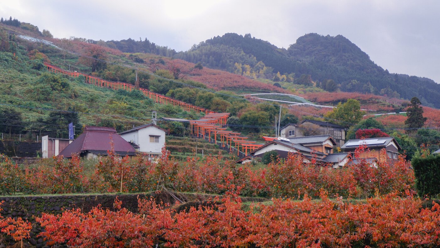 본문 이미지 - 붉은 감나무밭 위로 빨간 기둥이 이어지는 우키하 이나리 신사ⓒ News1 