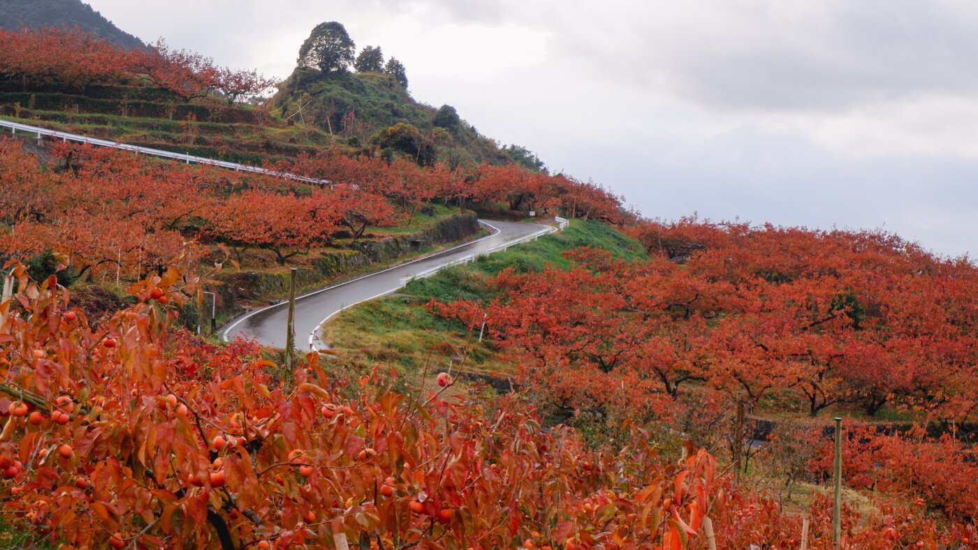 본문 이미지 - 11월 중순에 찾은 우키하ⓒ News1
