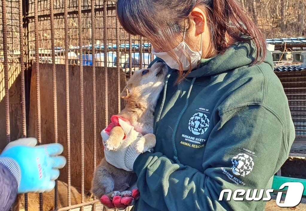 본문 이미지 - 서보라미 HSI 국장은 8일 아산의 한 개농장에서 농장주를 설득해 농장을 폐쇄하고 개들을 구조했다. ⓒ 뉴스1 최서윤 기자