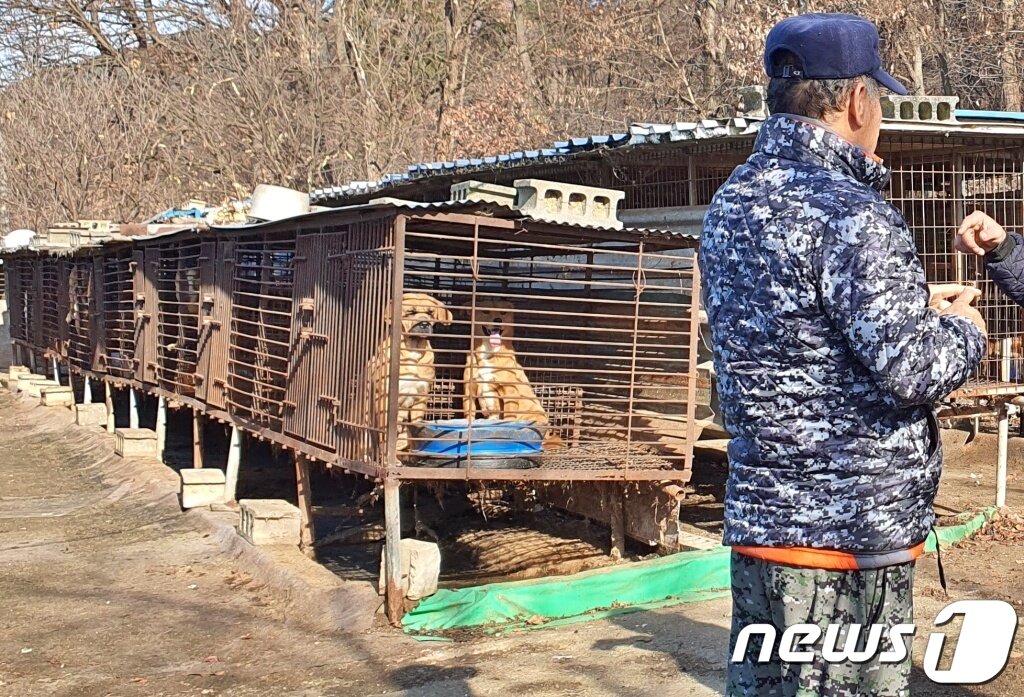 본문 이미지 - 한국HSI는 8일 충남 아산의 한 개농장에서 농장주(사진)를 설득해 농장을 폐쇄하고 개들을 구조했다. ⓒ 뉴스1 최서윤 기자