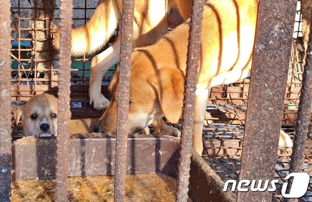 본문 이미지 - 한국HSI는 8일 충남 아산의 한 개농장에서 농장주를 설득해 농장을 폐쇄하고 개들을 구조했다. ⓒ 뉴스1 최서윤 기자