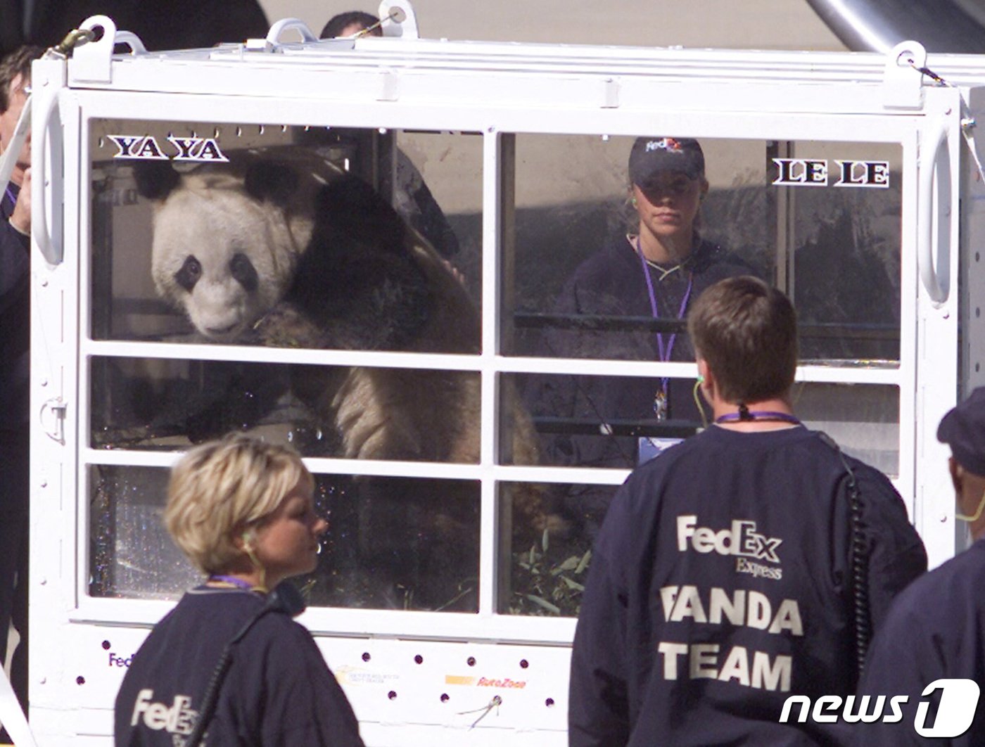 본문 이미지 - 중국 베이징에서 미국 테네시주 멤피스로 이송된 판다 야야. 야야는 기대 수명을 훌쩍 넘긴 22세 고령 판다가 됐다. 2003.04.07 ⓒ 로이터=뉴스1 ⓒ News1 권진영 기자