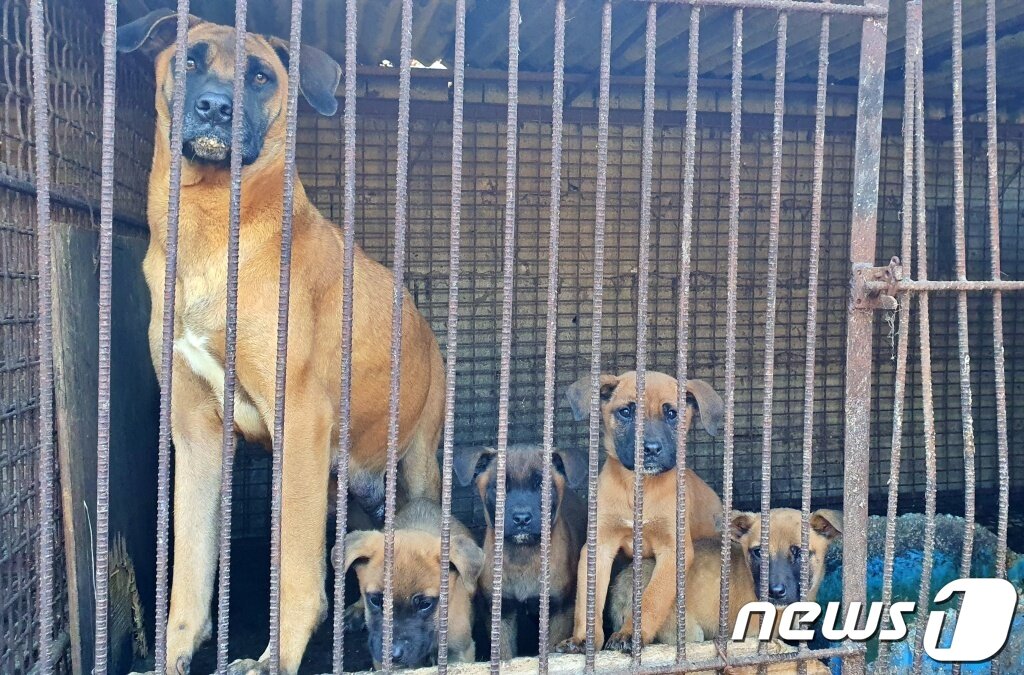 본문 이미지 - 한국HSI는 8일 충남 아산의 한 개농장에서 농장주를 설득해 농장을 폐쇄하고 개들을 구조했다. ⓒ 뉴스1 최서윤 기자