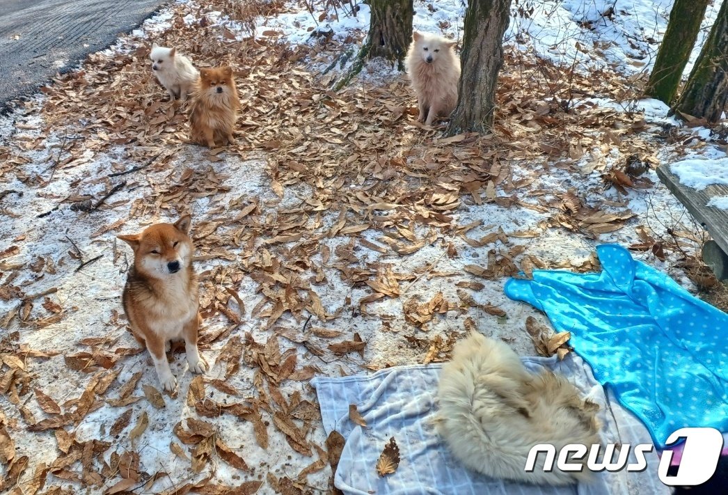 본문 이미지 - 수락산을 떠돌아다니다 구조된 강아지들(사진 인스타그램 heejunpark215) ⓒ 뉴스1