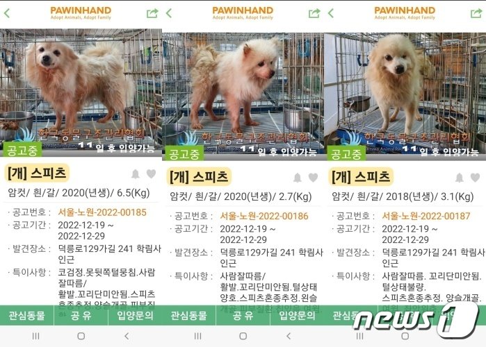 본문 이미지 - 수락산에서 발견된 강아지들. 동물보호관리시스템과 포인핸드에 공고가 올라와 있다. ⓒ 뉴스1