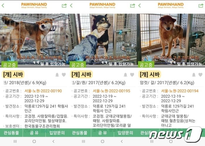 본문 이미지 - 수락산에서 발견된 강아지들. 동물보호관리시스템과 포인핸드에 공고가 올라와 있다. ⓒ 뉴스1