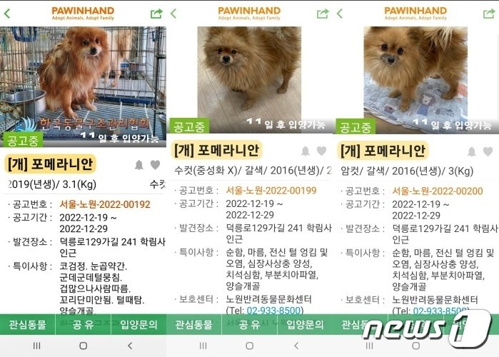 본문 이미지 - 수락산에서 발견된 강아지들. 동물보호관리시스템과 포인핸드에 공고가 올라와 있다. ⓒ 뉴스1