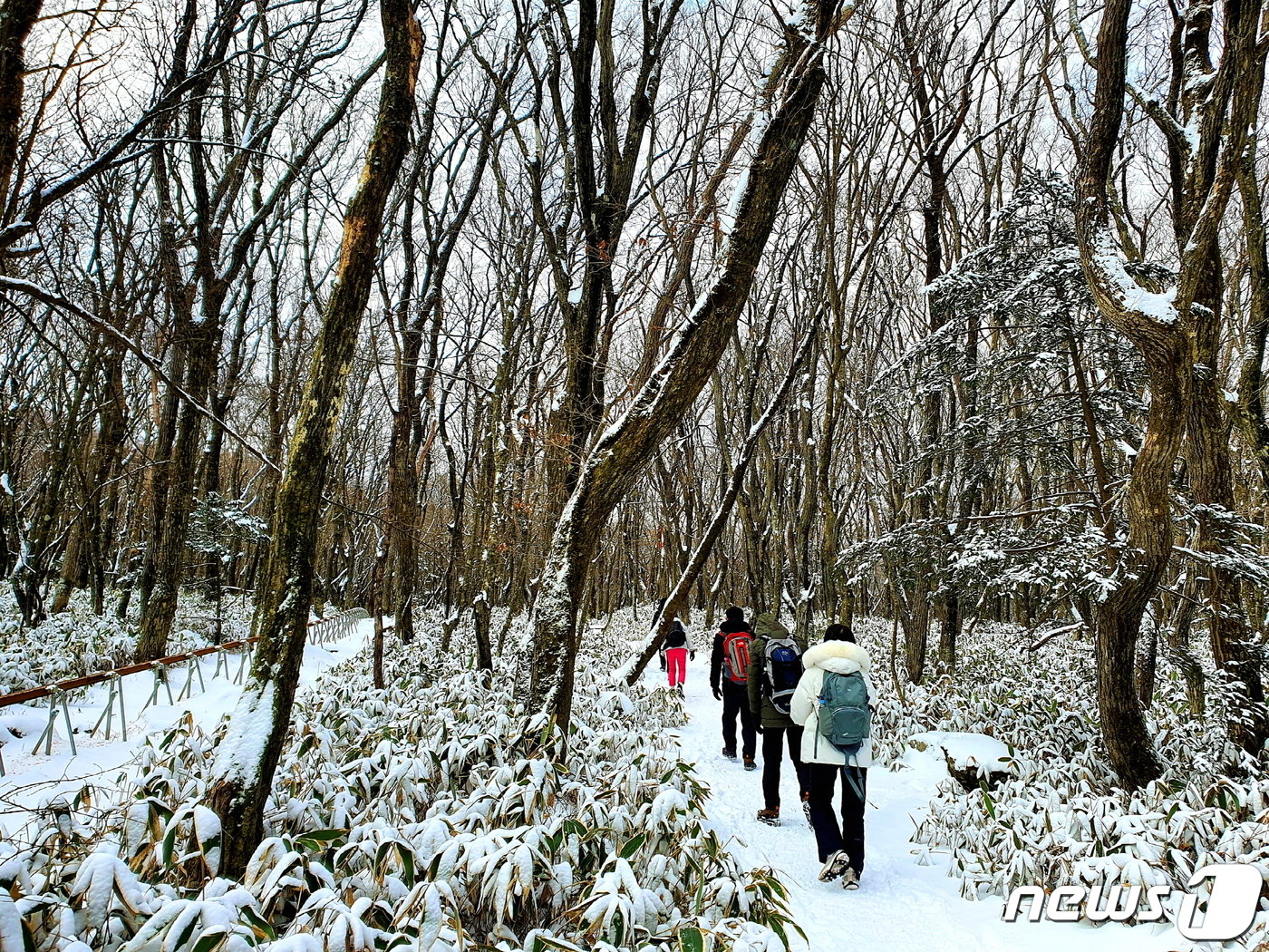 본문 이미지 - 등산로 입구부터 온통 설국... 아름다운 ‘하얀 숲’으로 들어가며 모두들 탄성을 지른다.