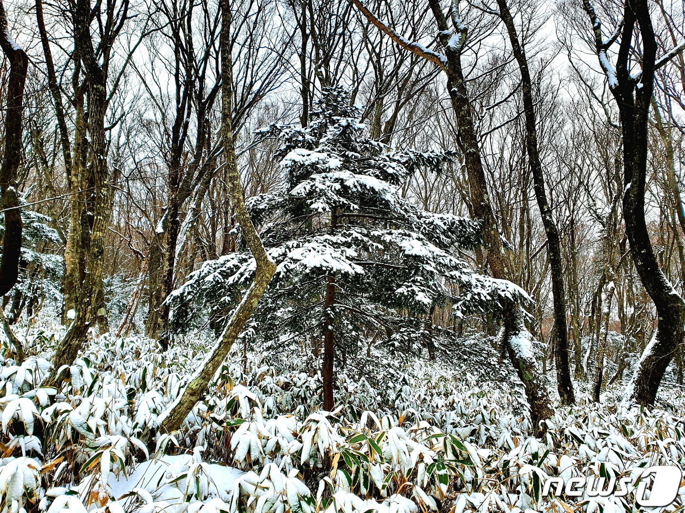 본문 이미지 - 크리스마스 트리 구상나무. 본래 우리나라 토종인 구상나무의 씨앗이 외국으로 반출되어 크리스마스 트리로 사용되고 있다.