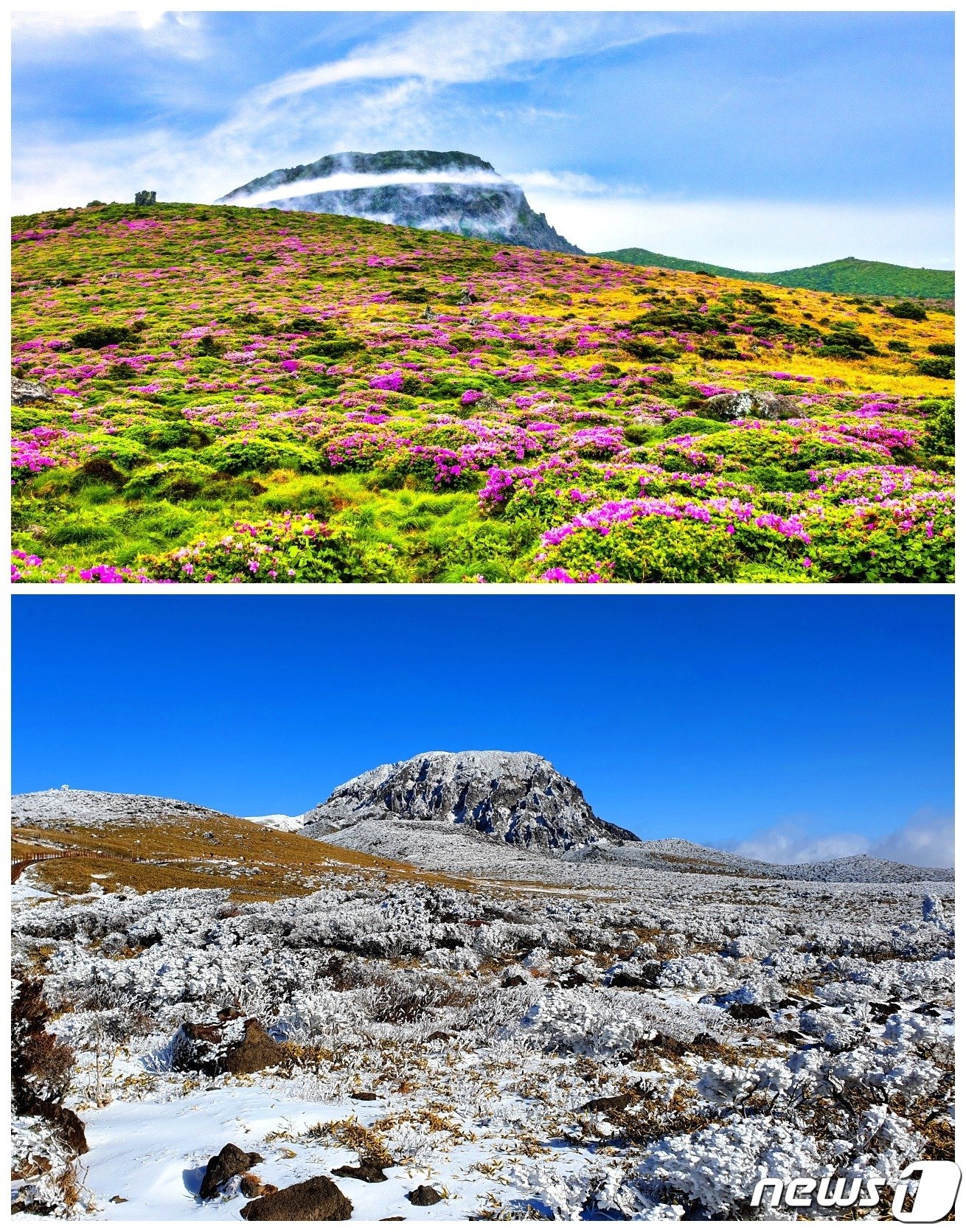 본문 이미지 - 선작지왓의 6월과 12월. 봄에는 진달래와 철쭉이 만발하고&#40;사진 국립공원공단&#41;, 겨울에는 온통 눈꽃 세상인 신들의 정원이다.
