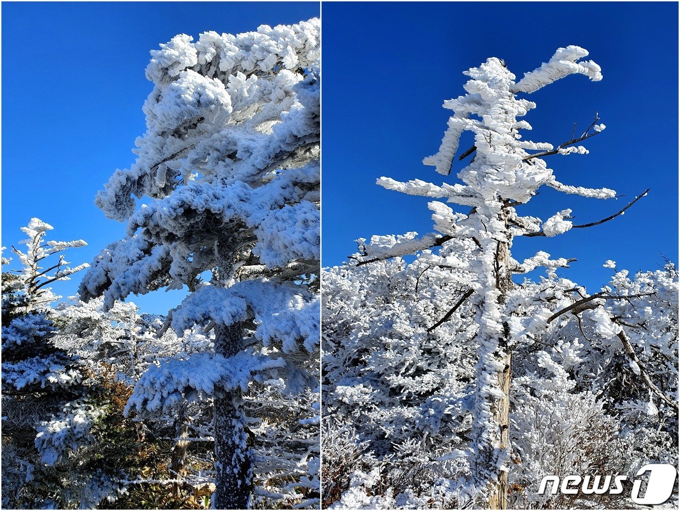 구상나무 두 그루. &lt;왼쪽&gt; 살아있는 나무에는 눈꽃이, &lt;오른쪽&gt; 죽어있는 고사목에는 상고대가 피었다. 고사목은 자기의 하얀 뼈를 감출 수 있는 겨울을 좋아할 것이다.