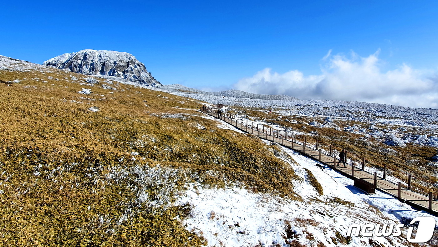 본문 이미지 - 제주조릿대. 한라산의 땅바닥을 거의 뒤덮어 다른 식물들의 성장을 저해하고 있다.