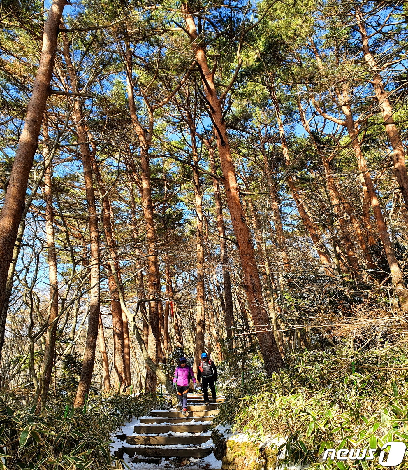 본문 이미지 - 영실계곡의 끝에 나오는 명품 소나무 숲길. 그런데 바닥에 조릿대가 빽빽해서 소나무 2세가 나오기 어렵다.