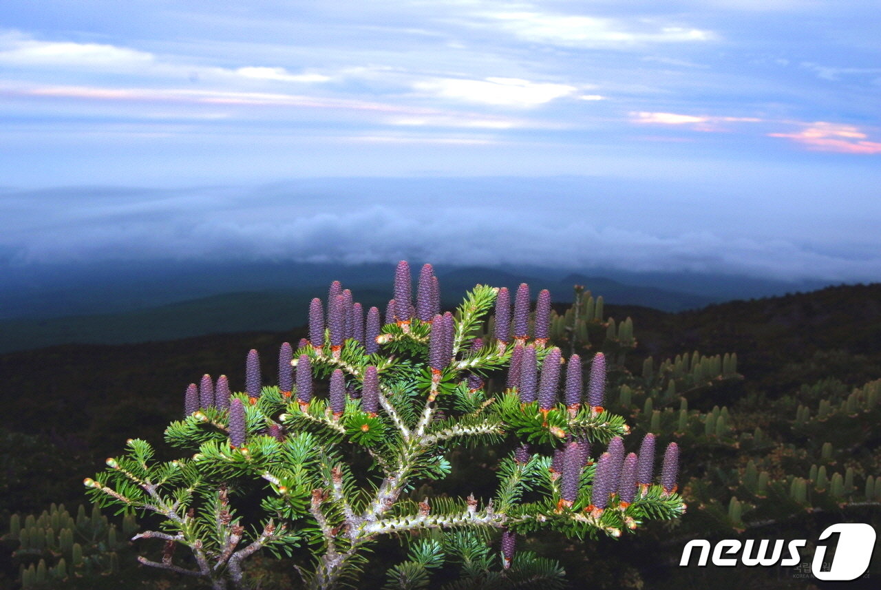 한라산 구상나무. 학명은 Abies koreana, 한자는 제주백회&#40;濟州白檜&#41;, 일본이름은 한국전나무다. 이름에 코리아, 제주, 한국이 들어가는 ‘우리나라 나무’다. 사진 국립공원공단.