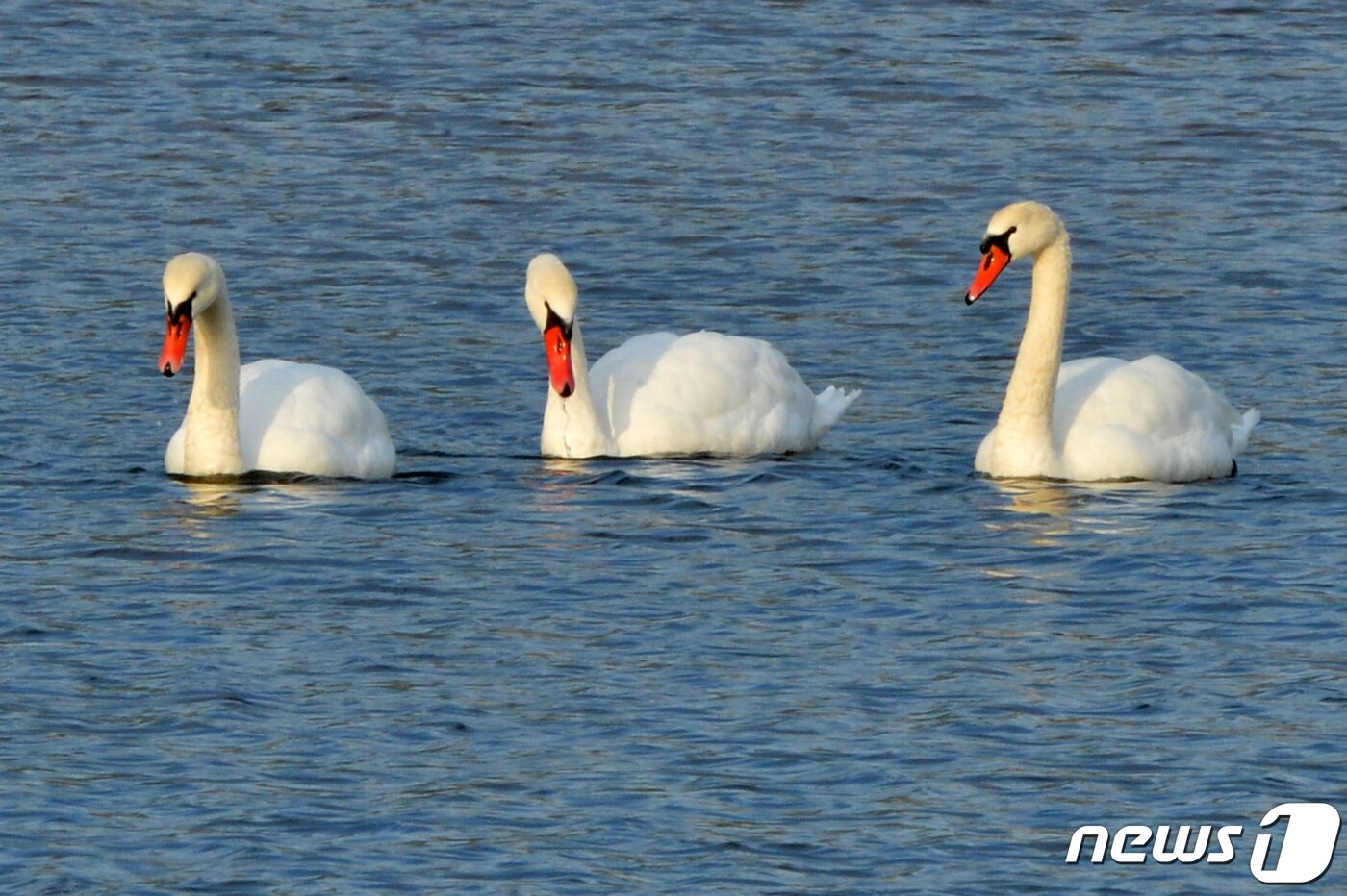 본문 이미지 - 천연기념물 제201-3호이자 멸종위기종인 혹고니 3마리가 26일 오후 경북 포항시 남구 형산강에서 쉬고 있다. (뉴스1 자료, 재판매 및 DB금지) ⓒ News1 최창호 기자