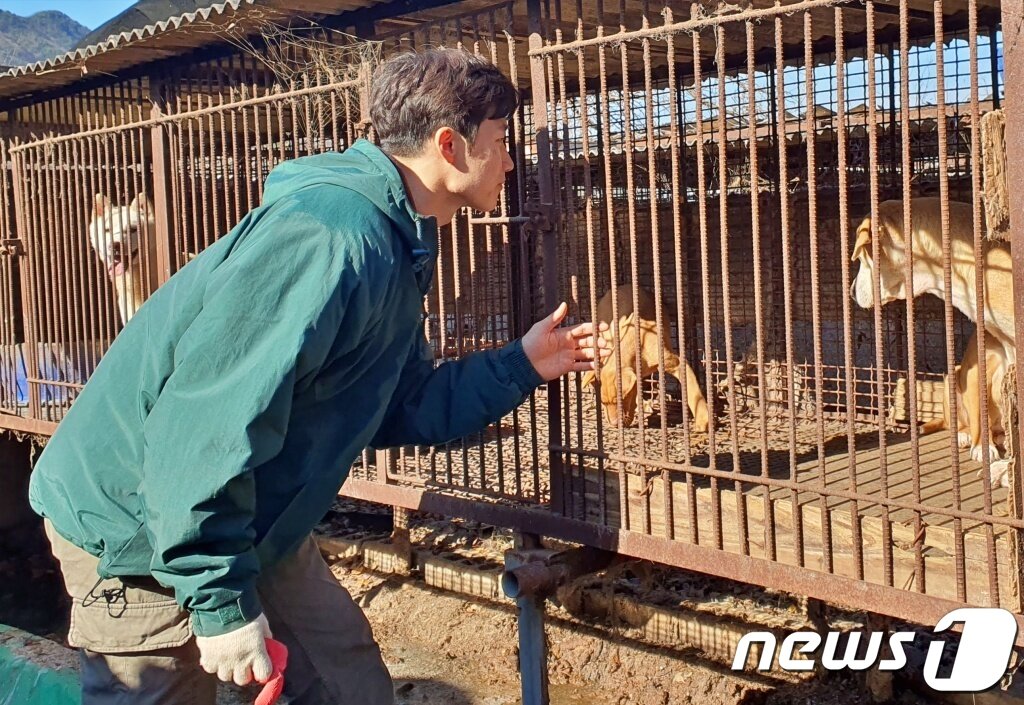 본문 이미지 - 이상경 HSI 팀장은 8일 아산의 한 개농장에서 농장주를 설득해 농장을 폐쇄하고 개들을 구조했다. ⓒ 뉴스1 최서윤 기자