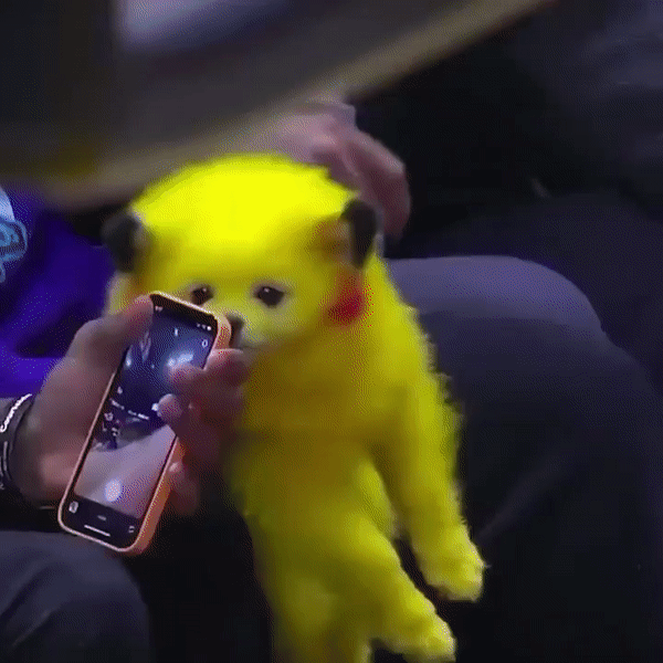 본문 이미지 - 피카츄처럼 염색한 강아지. (트위터 갈무리)