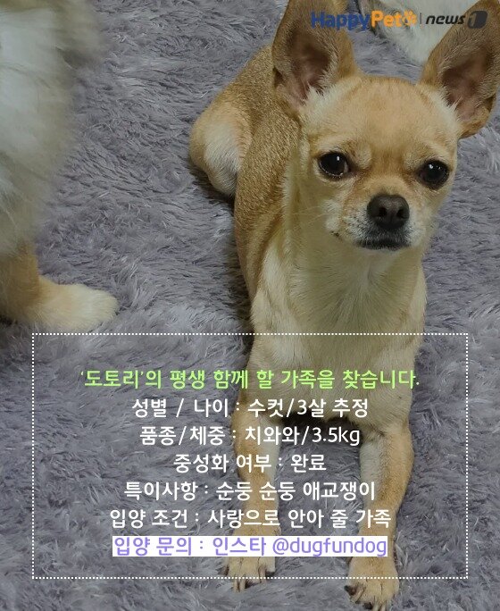 본문 이미지 -   펫카드&#40;카드뉴스 제작툴_tyle.io&#41; 