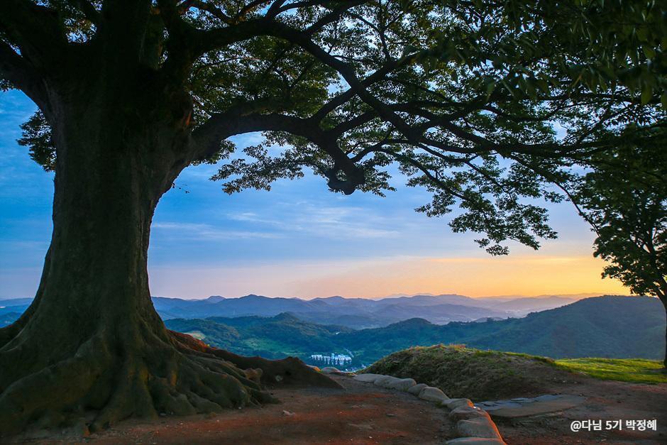 본문 이미지 - 가림성의 사랑나무(대한민국 구석구석 제공)