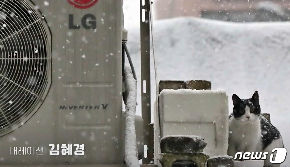 본문 이미지 - 1월 21일 이재명 더불어민주당 대선 후보 유튜브에는 부인 김혜경씨의 목소리가 담긴 길고양이 캠페인 영상이 올라왔다.(유튜브 갈무리) ⓒ 뉴스1