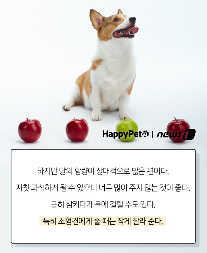 본문 이미지 - 펫카드 사과 ⓒ 뉴스1