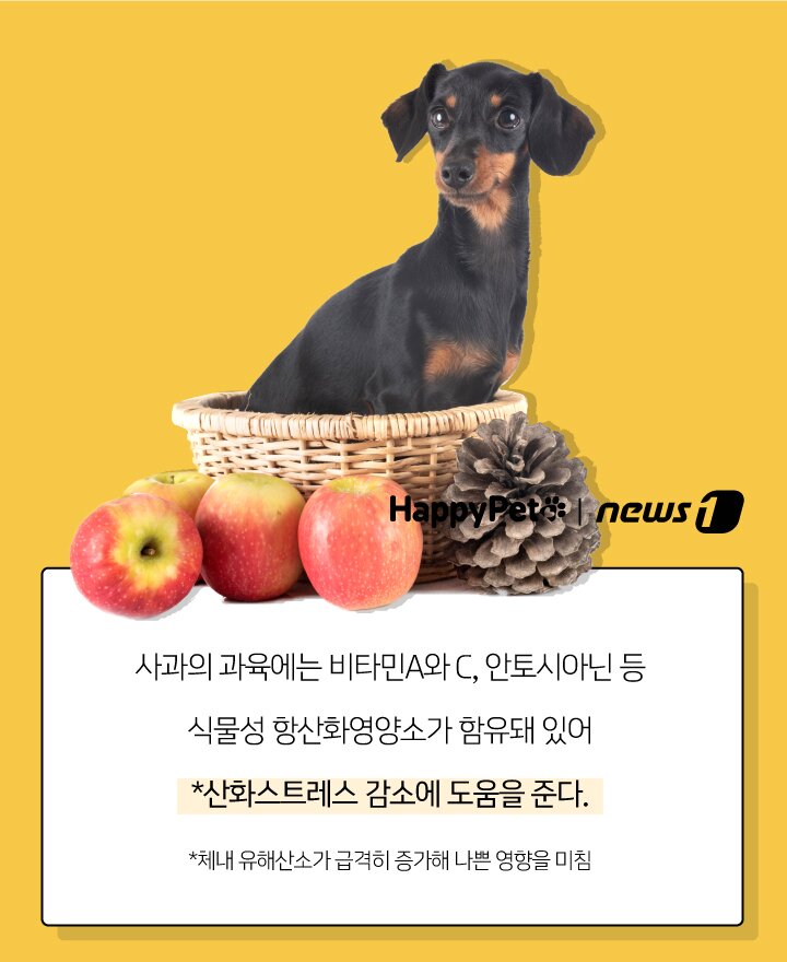 본문 이미지 - 펫카드 사과 ⓒ 뉴스1
