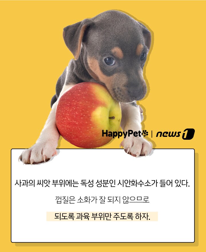 본문 이미지 - 펫카드 사과 ⓒ 뉴스1