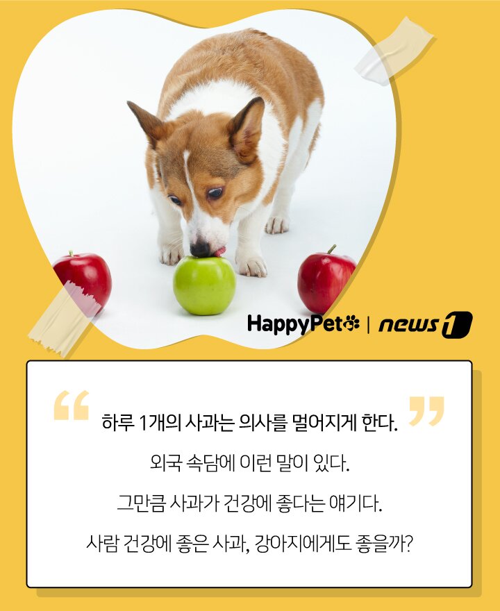 본문 이미지 - 펫카드 사과 ⓒ 뉴스1