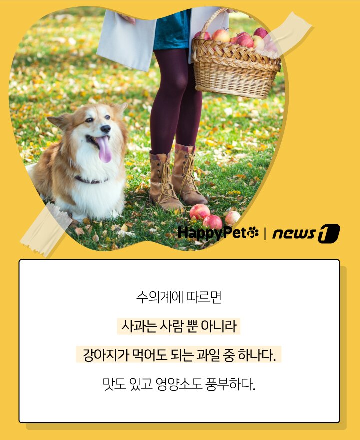 본문 이미지 - 펫카드 사과 ⓒ 뉴스1