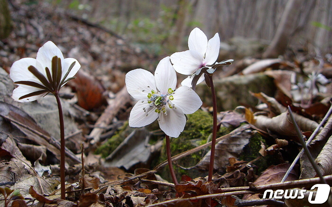 본문 이미지 - 변산바람꽃. 변산에서 가장 먼저 발견되어 학명에 변산(byunsanensis)이라는 지명이 붙어, 세계적으로 불린다. 초봄에 잠깐 피어 바람에 흔들리다가, 바람처럼 사라진다. 사진 서순민 ⓒ 뉴스1