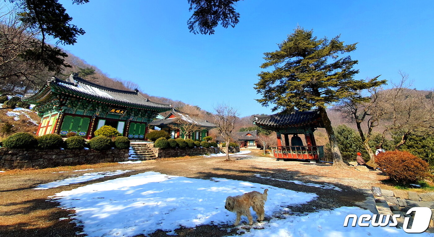 본문 이미지 - 월명암과 절의 마스코트인 삽살개. 전각들은 새로 지은 것이지만, 마당에 서 있는 전나무와 모과나무 거목이 기나긴 세월의 역사를 말해주고 있다 ⓒ 뉴스1