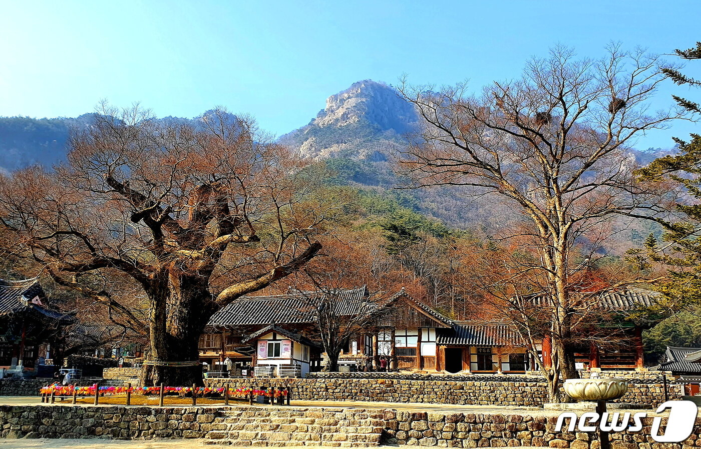 본문 이미지 - 내소사 풍경. 천년 된 느티나무 거목에 붉은 물이 오르며 봄기운이 완연하다 ⓒ 뉴스1
