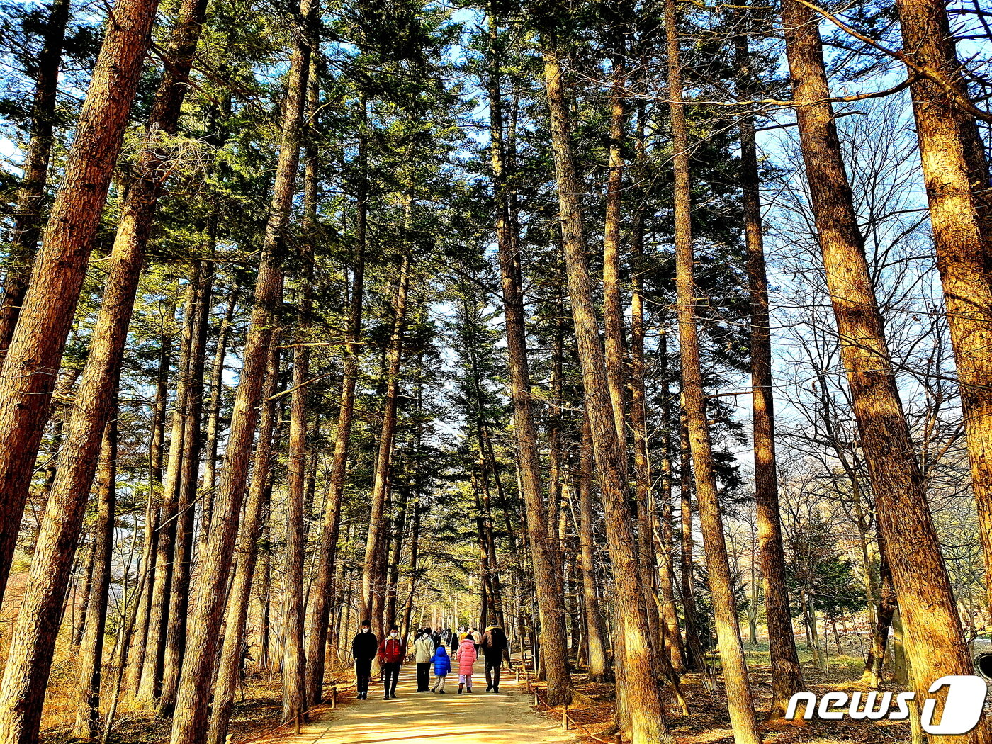 본문 이미지 - 내소사 전나무 숲길. 150년 된, 늘씬하고 우아한 숲길을 즐겁게 걷는 사람들 ⓒ 뉴스1