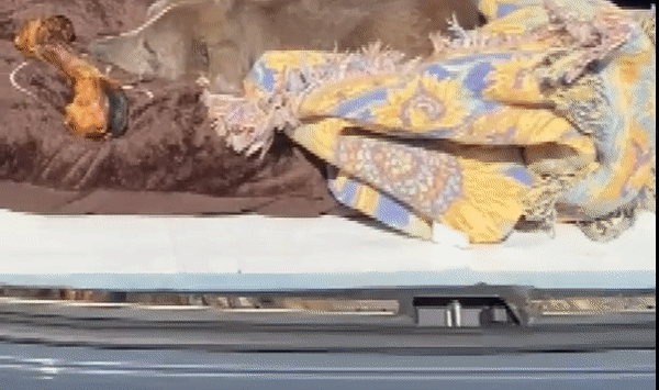 본문 이미지 - 주인과 헤어지고 무려 12년 만에 다시 만난 강아지. (페이스북 갈무리) ⓒ 뉴스1