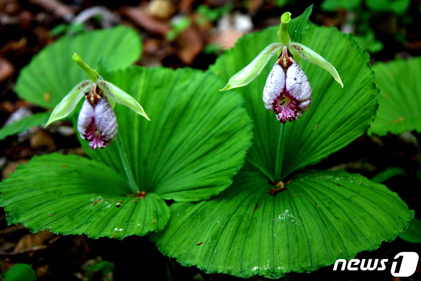 본문 이미지 - 세계적인 희귀종 광릉요강꽃. 이렇게 아름다운 요강 디자인이 있을까? 영어명칭은 korean lady’s slipper, 한국 숙녀의 슬리퍼 ⓒ 뉴스1