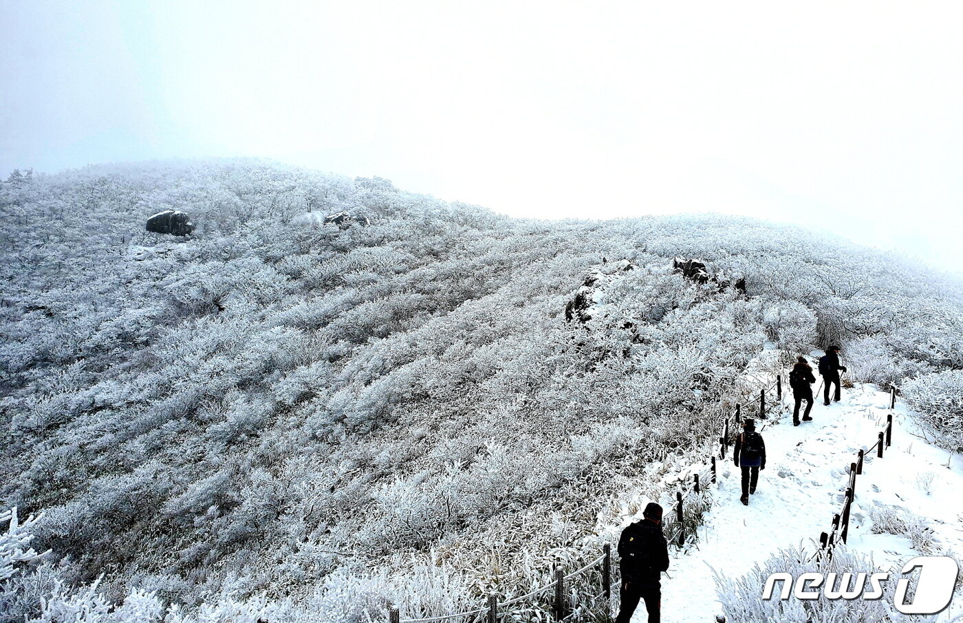 본문 이미지 - 동엽령에서 백암봉 중간의 능선 설경. 은빛 세계 속으로 빨려들어가는 탐방객들 ⓒ 뉴스1