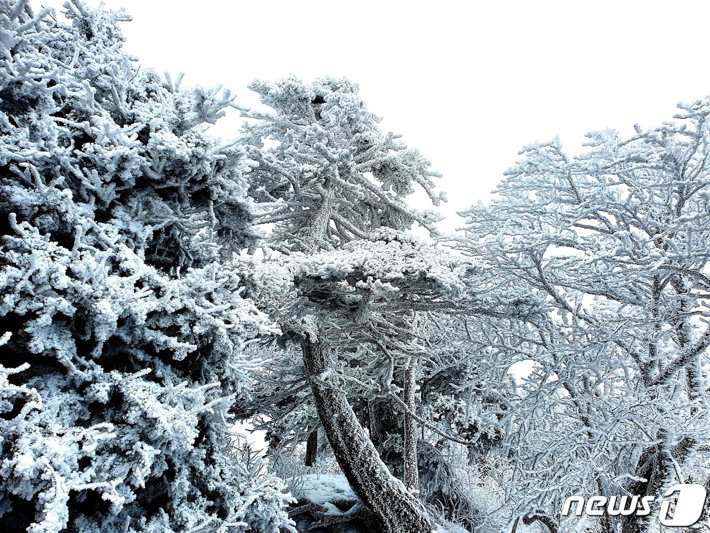 본문 이미지 - 덕유산 설경의 클라이막스. 주목과 구상나무 거목에 핀 화려한 눈꽃과 상고대 ⓒ 뉴스1