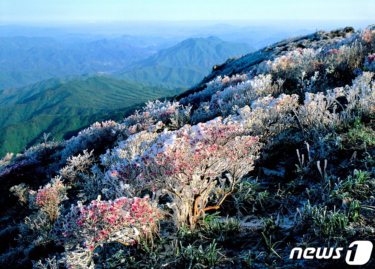 본문 이미지 - 국립공원 사진전 대상을 받은 고 허의준 작품. 1989년 5월 진달래 꽃봉오리에 핀 상고대가 녹아 얼음꽃이 된 모습. 사진제공 국립공원공단 ⓒ 뉴스1