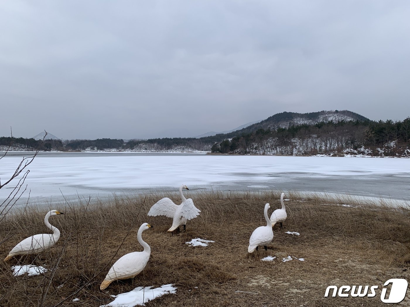 본문 이미지 - 송지호는 대표적인 고니 도래지다. 호숫가에 고니 모형을 설치해 두었다ⓒ 뉴스1  