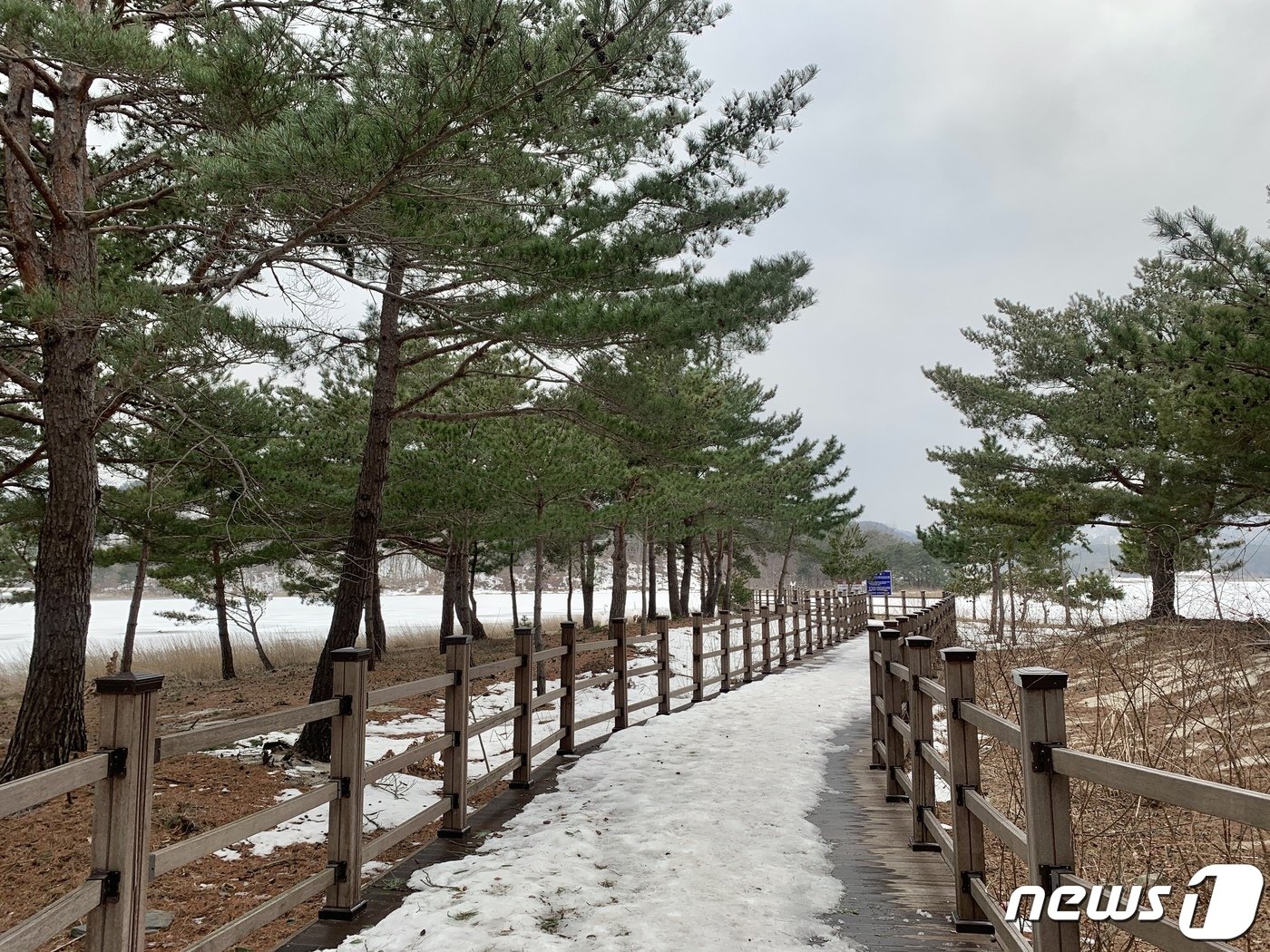 본문 이미지 - 산책로가 정비된 송지호 둘레갈ⓒ 뉴스1  