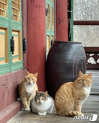 본문 이미지 - 금강산 화암사에서 마주한 고양이들ⓒ 뉴스1